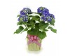 Hydrangea as a Gift